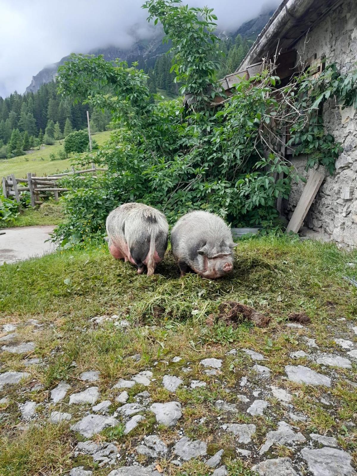 Familien-Bauernhof Neumoar Apartment Sankt Johann im Pongau Luaran gambar
